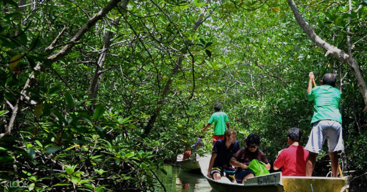 mangrove snorkeling nusa lembongan